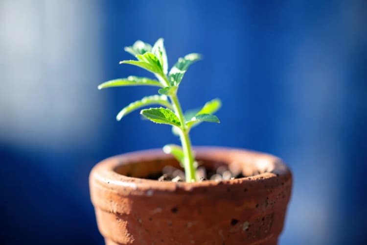 Uma planta crescendo em um vaso, simbolizando o aumento gradual de valor.